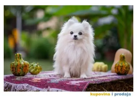 POMERANCI vrhunskog kvaliteta od uvoznih roditelja - 14/15