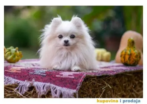 POMERANCI vrhunskog kvaliteta od uvoznih roditelja - 15/15