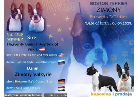 Boston terijer stenci - 1/7