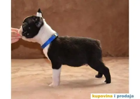 Boston terijer stenci - 2/7