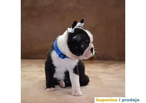 Boston terijer stenci - 3/7