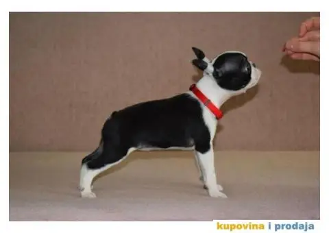 Boston terijer stenci - 4/7