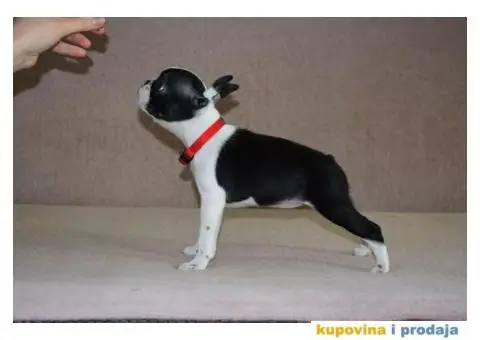 Boston terijer stenci - 5/7