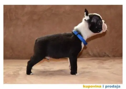 Boston terijer stenci - 6/7