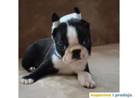 Boston terijer stenci - 7/7