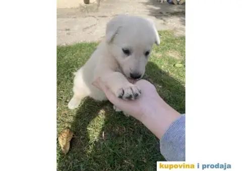 Beli švajcarski ovčar prelepi štenci - 1/7
