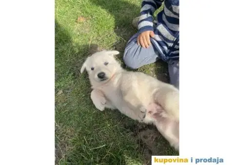 Beli švajcarski ovčar prelepi štenci - 2/7