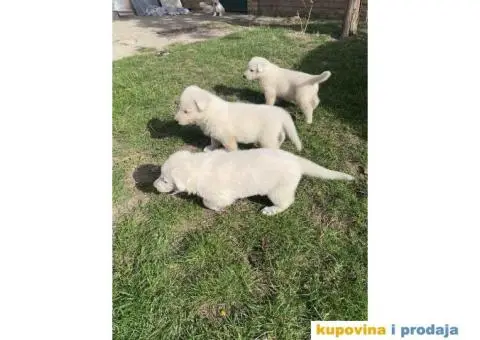 Beli švajcarski ovčar prelepi štenci - 3/7