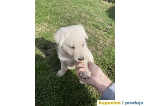 Beli švajcarski ovčar prelepi štenci - 4/7