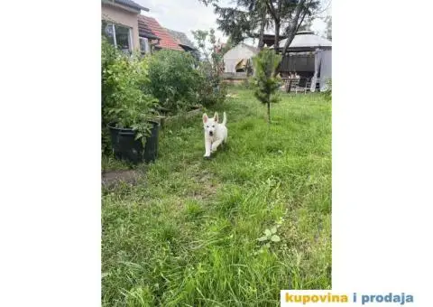 Beli švajcarski ovčar prelepi štenci - 5/7