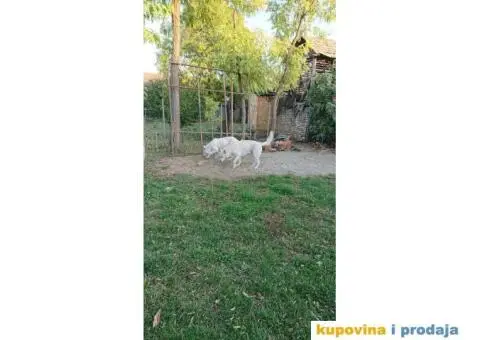 Beli švajcarski ovčar prelepi štenci - 6/7