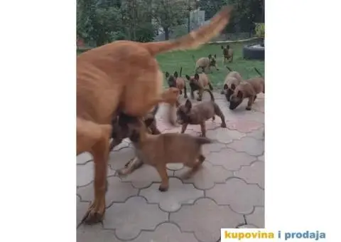 Belgijski ovčar MALINOA, vrhunski štenci - 1/8