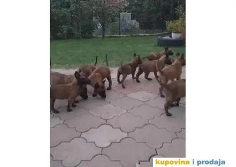 Belgijski ovčar MALINOA, vrhunski štenci - 2/8