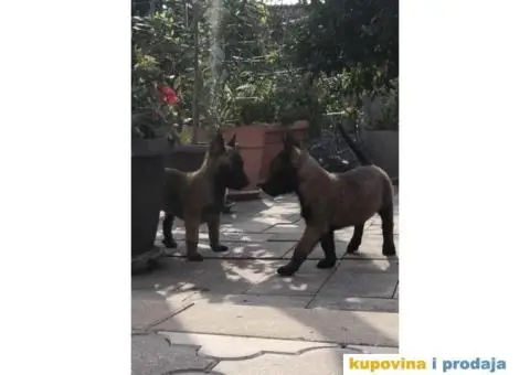 Belgijski ovčar MALINOA, vrhunski štenci - 3/8