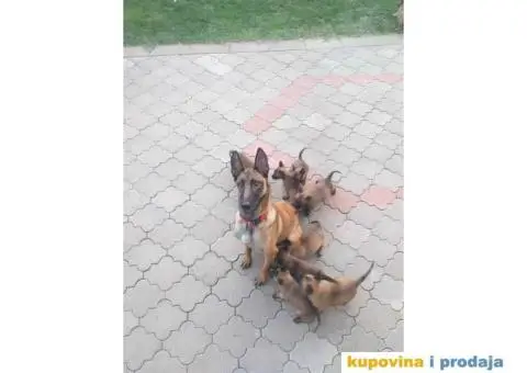 Belgijski ovčar MALINOA, vrhunski štenci - 4/8