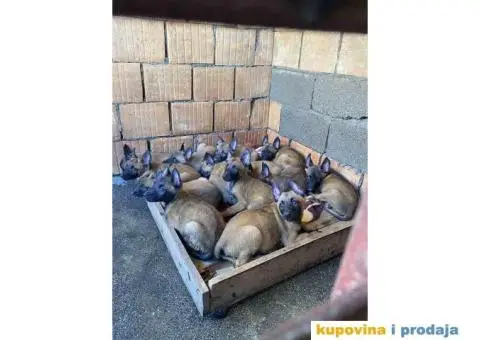 Belgijski ovčar MALINOA, vrhunski štenci - 5/8