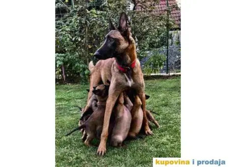 Belgijski ovčar MALINOA, vrhunski štenci - 6/8