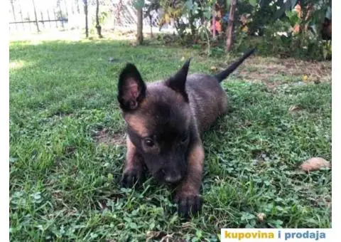 Belgijski ovčar MALINOA, vrhunski štenci - 7/8