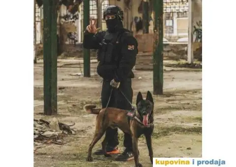 Belgijski ovčar MALINOA, vrhunski štenci - 8/8