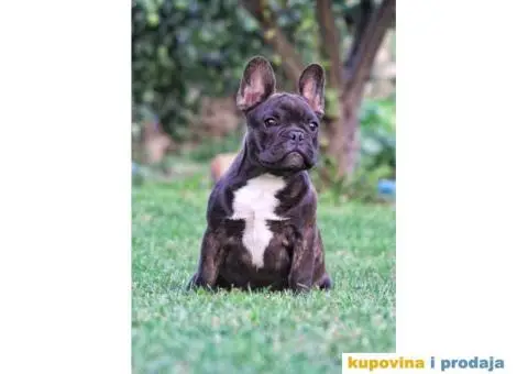 Francuski Buldog - 1/6