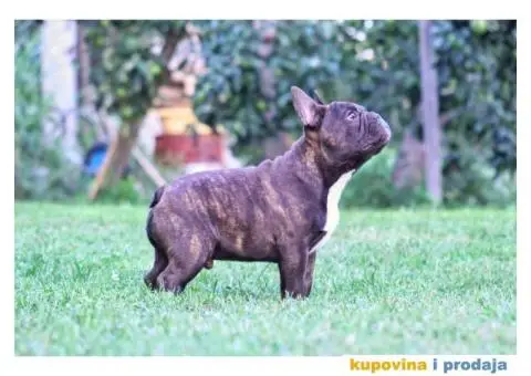 Francuski Buldog - 2/6