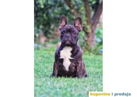 Francuski Buldog - 3/6