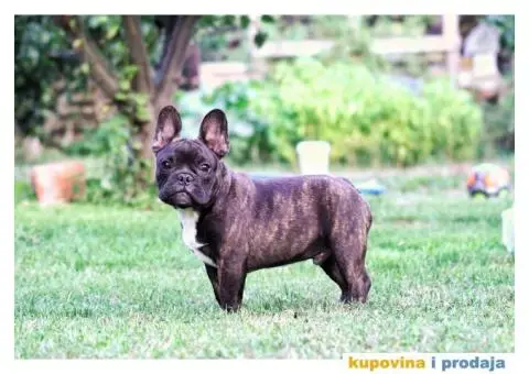 Francuski Buldog - 4/6