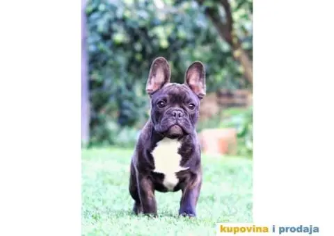 Francuski Buldog - 5/6