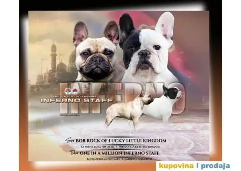 Francuski Buldog - 6/6