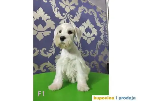 Beli Patuljasti Šnaucer - 2/10