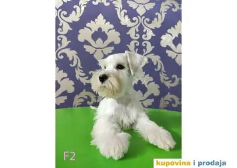 Beli Patuljasti Šnaucer - 3/10