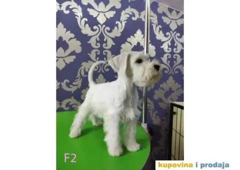 Beli Patuljasti Šnaucer - 4/10