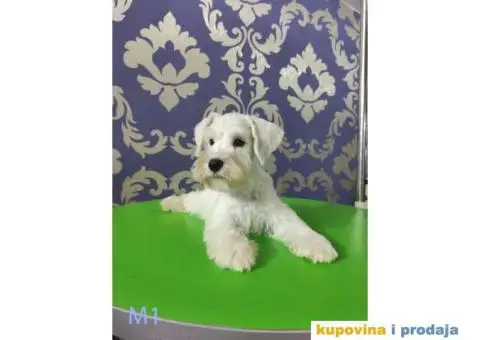 Beli Patuljasti Šnaucer - 5/10