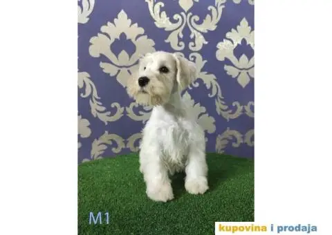 Beli Patuljasti Šnaucer - 6/10