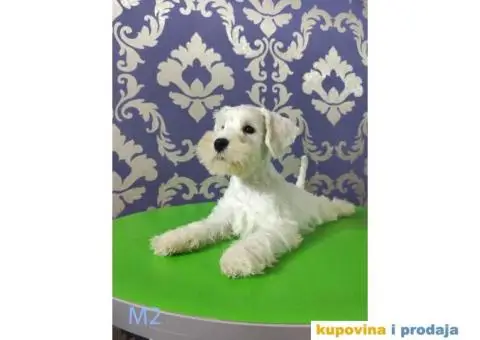 Beli Patuljasti Šnaucer - 7/10