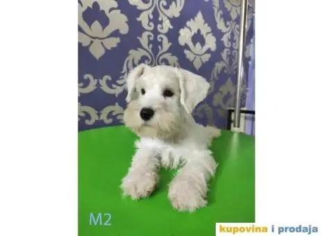 Beli Patuljasti Šnaucer - 8/10