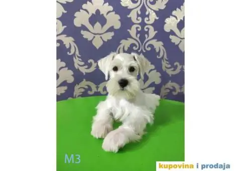 Beli Patuljasti Šnaucer - 9/10