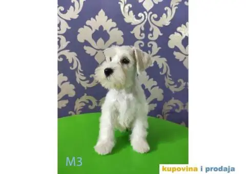 Beli Patuljasti Šnaucer - 10/10