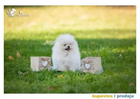 Vrhunsko štene POMERANCA - 2/6