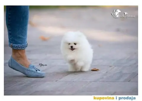 Vrhunsko štene POMERANCA - 3/6