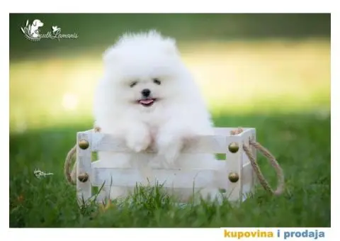 Vrhunsko štene POMERANCA - 4/6