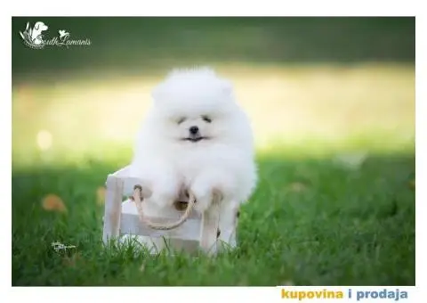 Vrhunsko štene POMERANCA - 5/6