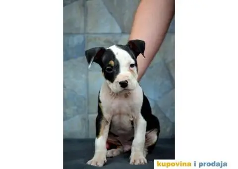 Američki staford terijer štenci - 1/6
