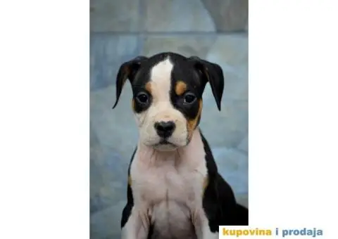 Američki staford terijer štenci - 2/6