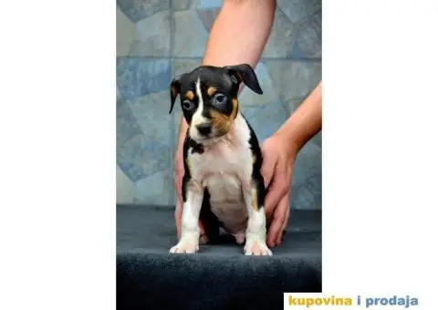 Američki staford terijer štenci - 3/6