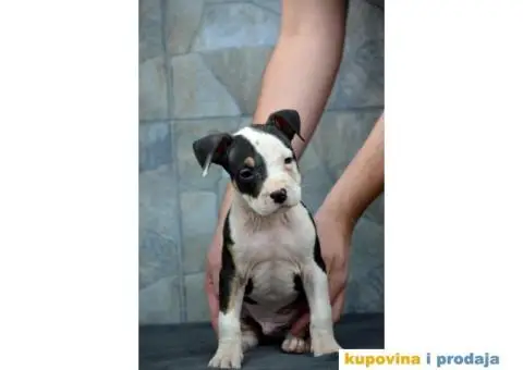 Američki staford terijer štenci - 4/6