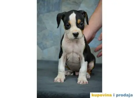 Američki staford terijer štenci - 5/6