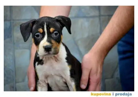 Američki staford terijer štenci - 6/6