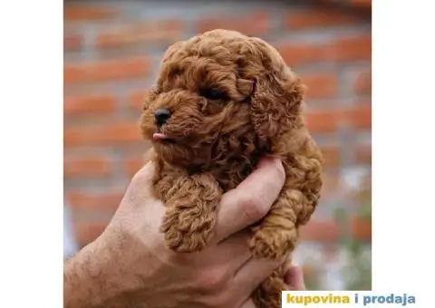 Preslatak decak CRVENI,  MINI PUDLE - 1/3