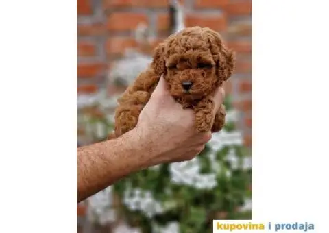 Preslatak decak CRVENI,  MINI PUDLE - 2/3